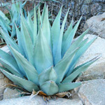 photo - agave