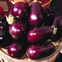 photo - aubergine