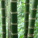 photo - bambou