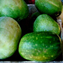 photo - melon d'hiver chinois