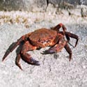 photo - crabe