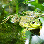 photo - grenouille