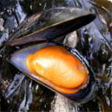 photo - moule