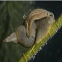 photo - escargot