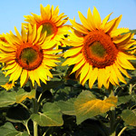 photo - tournesol