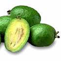 photo - feijoa