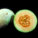 photo - melon