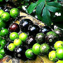 photo - jaboticaba