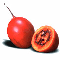 photo - tamarillo