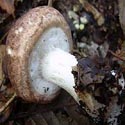 photo - les champignons en boîte