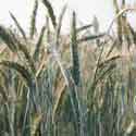 photo - la semoule de blé