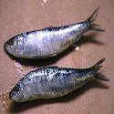 photo - sardine
