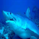 photo - requin