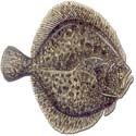 photo - turbot
