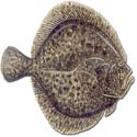 photo - turbot