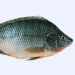 photo - tilapia