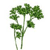 bouquet de persil