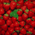 fraises 