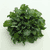 Rapini