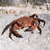 Crabe