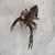 �crevisse