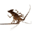 Langouste
