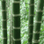 Bambou (pousse)