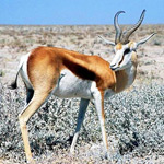 photo - antilope