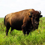 photo - bison