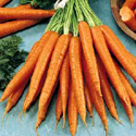 photo - carotte