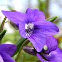 photo - violette