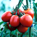 photo - tomate