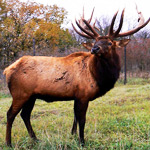 photo - wapiti