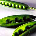 photo - petit pois