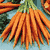 carotte 