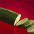 gros concombre 